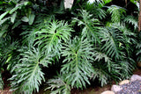 15 Lacy TREE PHILODENDRON Split Leaf Cut-leaf Selloum House Plant Seeds Flowering Plants