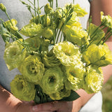 1 Lisianthus Green plug, Well-Rooted Starter Plant for Cut Flower Gardens Garden Plants