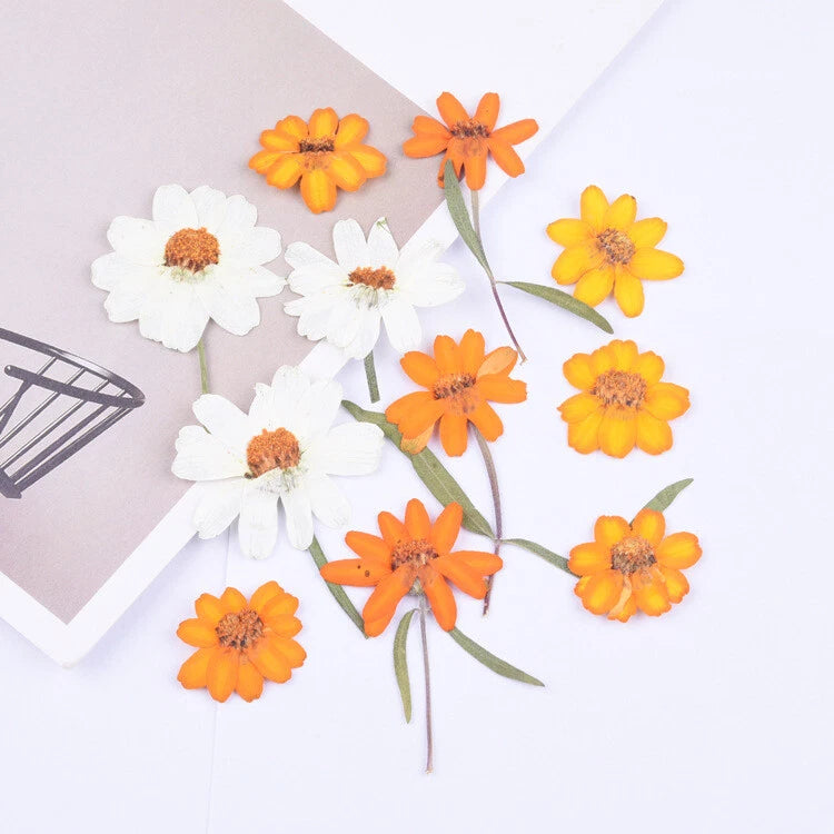 8PCS real Pressed dry Zinnia flower with stem, for art candle craft FCD38 Dried Flower