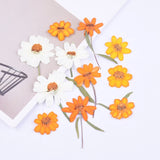 8PCS real Pressed dry Zinnia flower with stem, for art candle craft FCD38 Dried Flower
