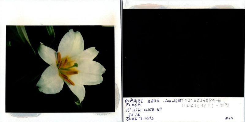 Lily flower in bloom Found Photo V1401 Lily