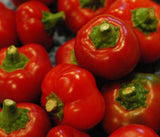 RED CHERRY PEPPER SEEDS 50+ HOT PEPPER vegetable GARDEN non gmo FREE SHIPPING Garden Plants