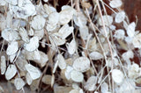 100 LUNARIA Biennis ( MONEY PLANT / Silver Dollar / Honesty / Moonwort / L Annua Flowering Plants