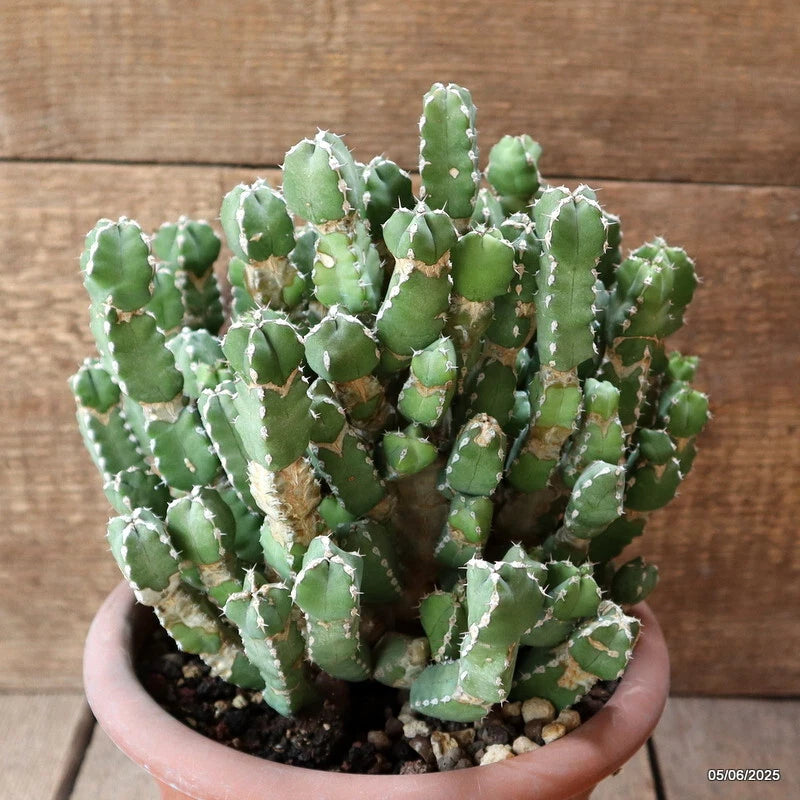 D4473 EUPHORBIA MAKALLENSIS pot18-H20-W23 cm MaMa Cactus Green Plant
