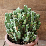 D4473 EUPHORBIA MAKALLENSIS pot18-H20-W23 cm MaMa Cactus Green Plant
