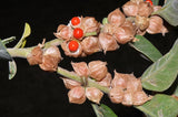 50 INDIAN GINSENG Withania Somnifera Ashwaganda Herb Flower Seeds Flowering Plants