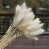 30Pcs Rabbit Tail Grass Natural Dried Flowers Lagurus Ovatus Plant Stem Dried Flower