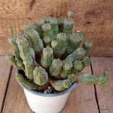 D4395 EUPHORBIA PSEUDOGLOBOSA pot14-H16-W24 cm MaMa Cactus Green Plant
