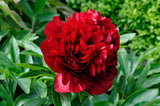 1 - Peony Bare Root Plant " RED CHARM " with 2-4 eyes (not seeds)  Shipping Now Flowering Plants