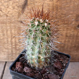 D4796 COPIAPOA COQUIMBANA pot10-H12-W6 cm MaMa Cactus Green Plant
