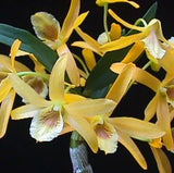 Mounted orchids with yellow flowers and green leaves, close-up