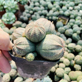 6cm Euphorbia obesa Multiple heads Succulent plants potted Home Garden Plants Garden Plants