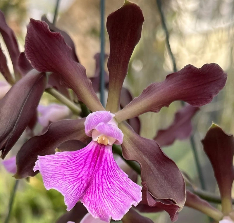 Pink orchid bloom with dark burgundy foliage and open petals