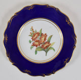Antique English Porcelain Carnation Botanical Plate Cobalt Rim Circa 1820 Carnation