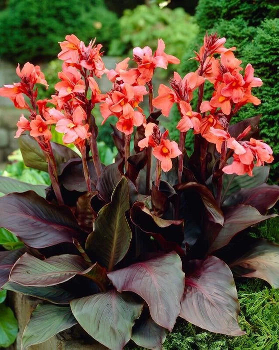 Angelique dwarf canna lily flower with orange-pink blossoms and dark purple leaves