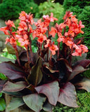 Angelique Dwarf Canna Lily  Flower 30" Variety 1 Rhizome Bulb Lily