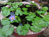 Nymphaea Nouchali 15 Seeds, Fragrant Blue Water Lily, Aquatic Star Lotus, USA Flowering Plants