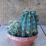 D5432 FEROCACTUS HAMATACANTHUS pot12-H12-W15 cm MaMa Cactus Green Plant