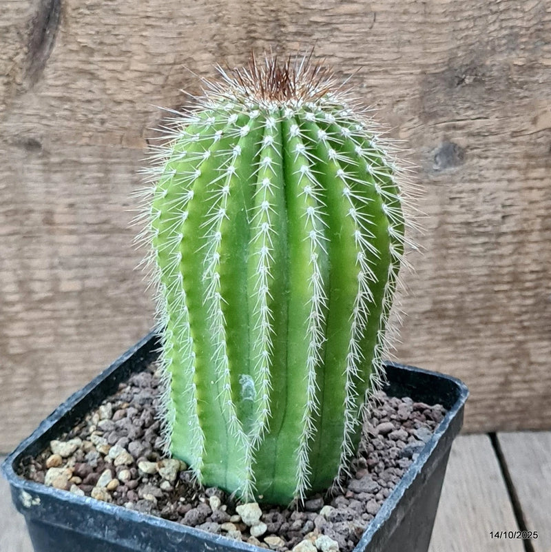 D6984 NEOBUXBAUMIA POLYLOPHA pot10-H13-W7 cm MaMa Cactus Green Plant