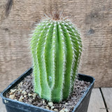 D6984 NEOBUXBAUMIA POLYLOPHA pot10-H13-W7 cm MaMa Cactus Green Plant