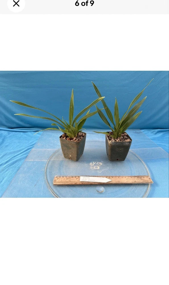 Two small potted orchid plants in brown pots on a clear round tray