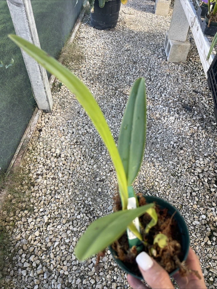Orchid live Cattleya labiata var. flamea x self - bare root Orchids