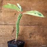 D4723 EUPHORBIA BIGUIERI V. CAPURONIANA pot10-H24-W3 cm MaMa Cactus Green Plant