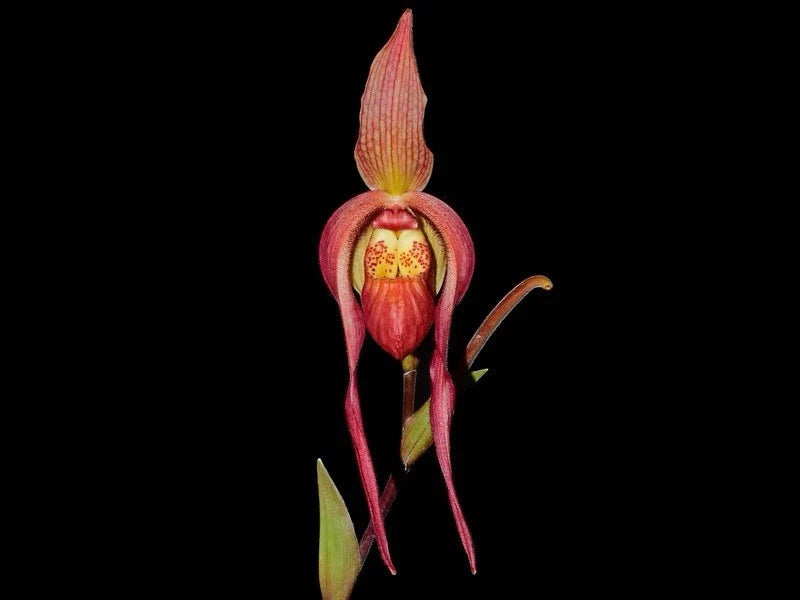 Red slipper orchid flower with pouch and long petals, single bloom
