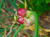 500 ALLIUM SATIVUM Seeds (Garlic) | NON-GMO | Free shipping | Garden seeds Garden Plants