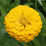 YELLOW ZINNIA FLOWER SEEDS 100+ CANARY BIRD GARDEN bees ANNUAL Free Shipping Garden Plants