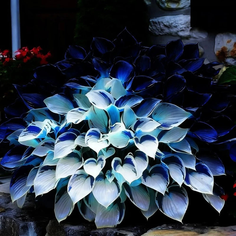 Mixed Hosta Seeds Collection(302+ Seeds),Variegated & Blue Foliage Shade Plan... Garden Plants