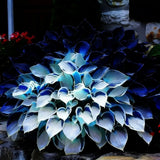 Mixed Hosta Seeds Collection(302+ Seeds),Variegated & Blue Foliage Shade Plan... Garden Plants