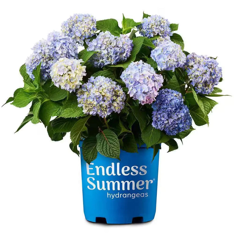1 Gal. The Original Reblooming Hydrangea Flowering Shrub with Pink or Blue Flowe Hydrangea