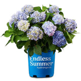 1 Gal. The Original Reblooming Hydrangea Flowering Shrub with Pink or Blue Flowe Hydrangea
