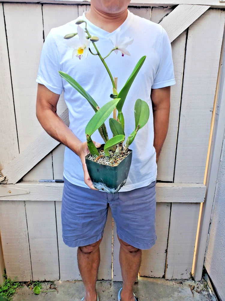 Potted orchid plant with green leaves and small yellow-white blooms in a dark pot