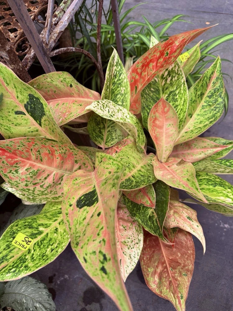 Variegated Aglaonema plant with green, cream, and red speckled leaves