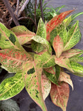 Aglaonema Chinese Evergreen Orchids