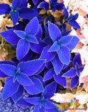 25+ Navy Blue Coleus Seeds for Garden Planting - USA - FREE SHIPPING! Garden Plants