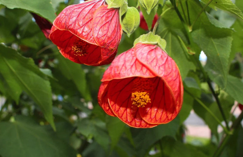 30 Mixed Colors FLOWERING MAPLE (Chinese Bell Flower) Abutilon Hybridum Shrub Bu Flowering Plants