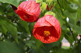 30 Mixed Colors FLOWERING MAPLE (Chinese Bell Flower) Abutilon Hybridum Shrub Bu Flowering Plants