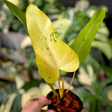 Philodendron Whippleway Variegated Ornamental Plant Green Plant