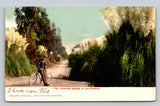 c1905 Man Bicycle Dirt Road Pampas Grass California P807 Pampas Grass