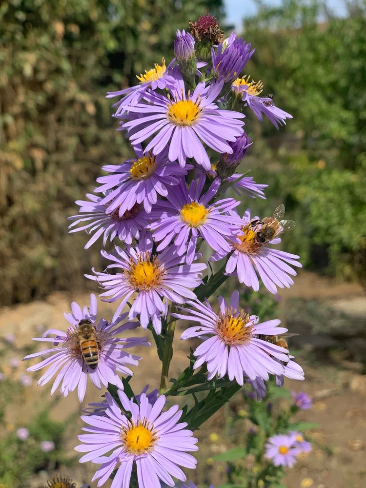SALE!! Box of Aster Flower Live Plant Perennial ~ Violet / Purple ~ Flowering Plants