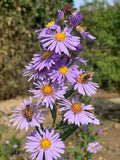 SALE!! Box of Aster Flower Live Plant Perennial ~ Violet / Purple ~ Flowering Plants