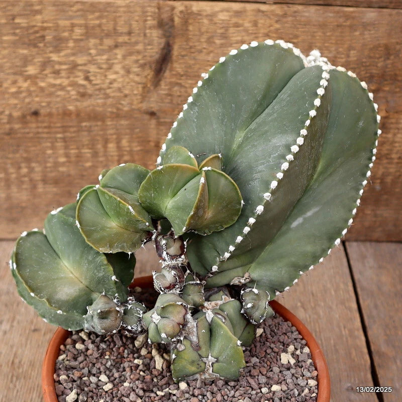 Potted green cactus with flat pads and white spines in terracotta pot with gravel
