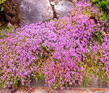 CREEPING THYME GROUND COVER Thymus Serpyllum - 35,000 Bulk Seeds Flowering Plants