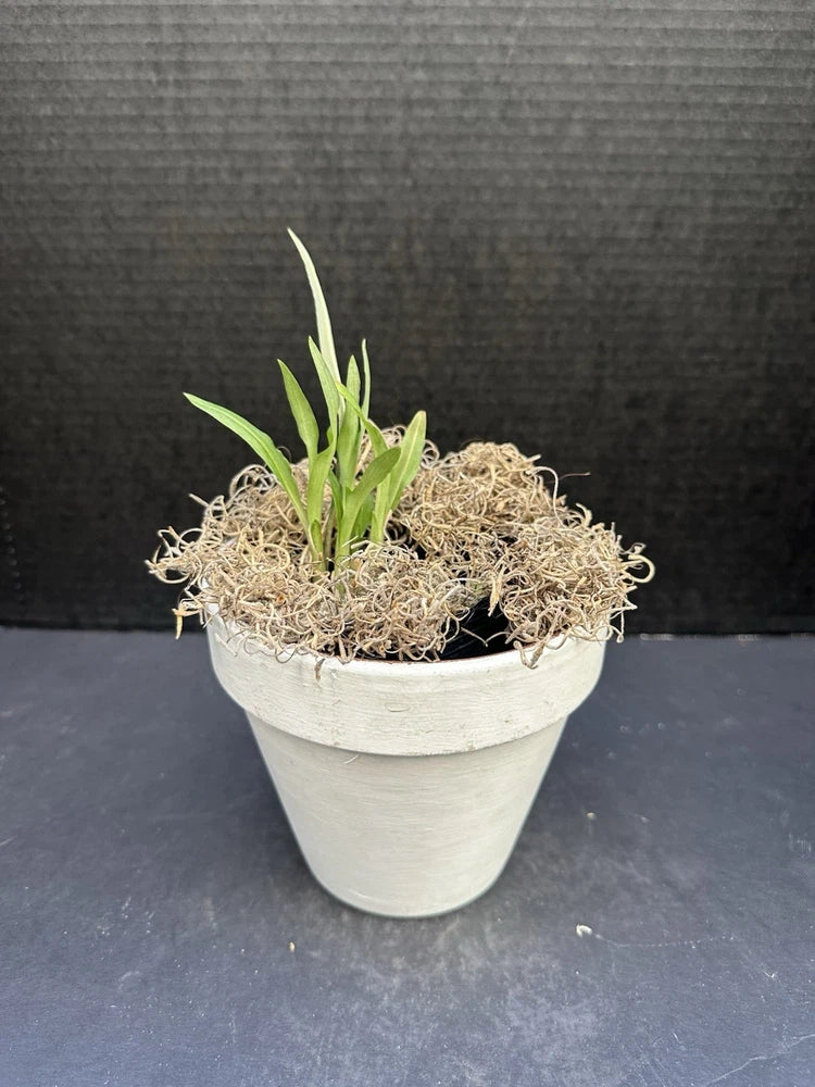 Potted orchid plant with narrow green leaves and visible roots in a gray pot