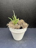 Cyclopogon argyrotaenius 3