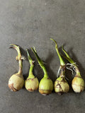 5pcs Aquatic Broadleaf Arrowhead Sagittaria Latifolia Water Plant Bulbs Green Plant
