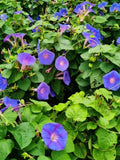 50+Heavenly Blue Star Morning Glory Seeds Climbing Vine Flower Fence Garden USA Garden Plants